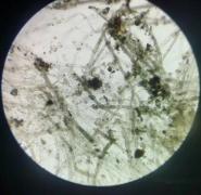 苏教版五年级科学刺激与反应ppt,2022苏教版五年级科学下册复习题