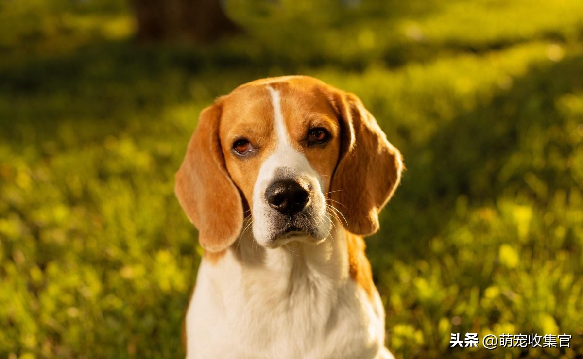 狗狗身上的蜱虫可以直接拔下来吗,狗狗感染蜱虫会有什么反应