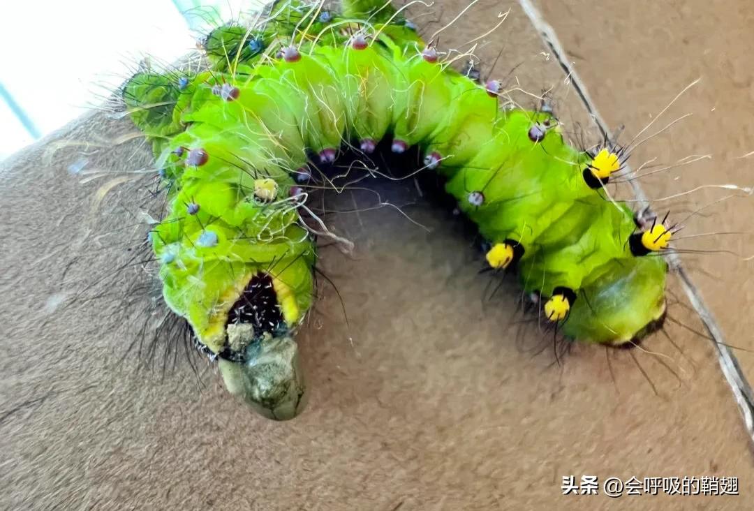 绿尾大蚕蛾吃什么,绿尾大蚕蛾饲养