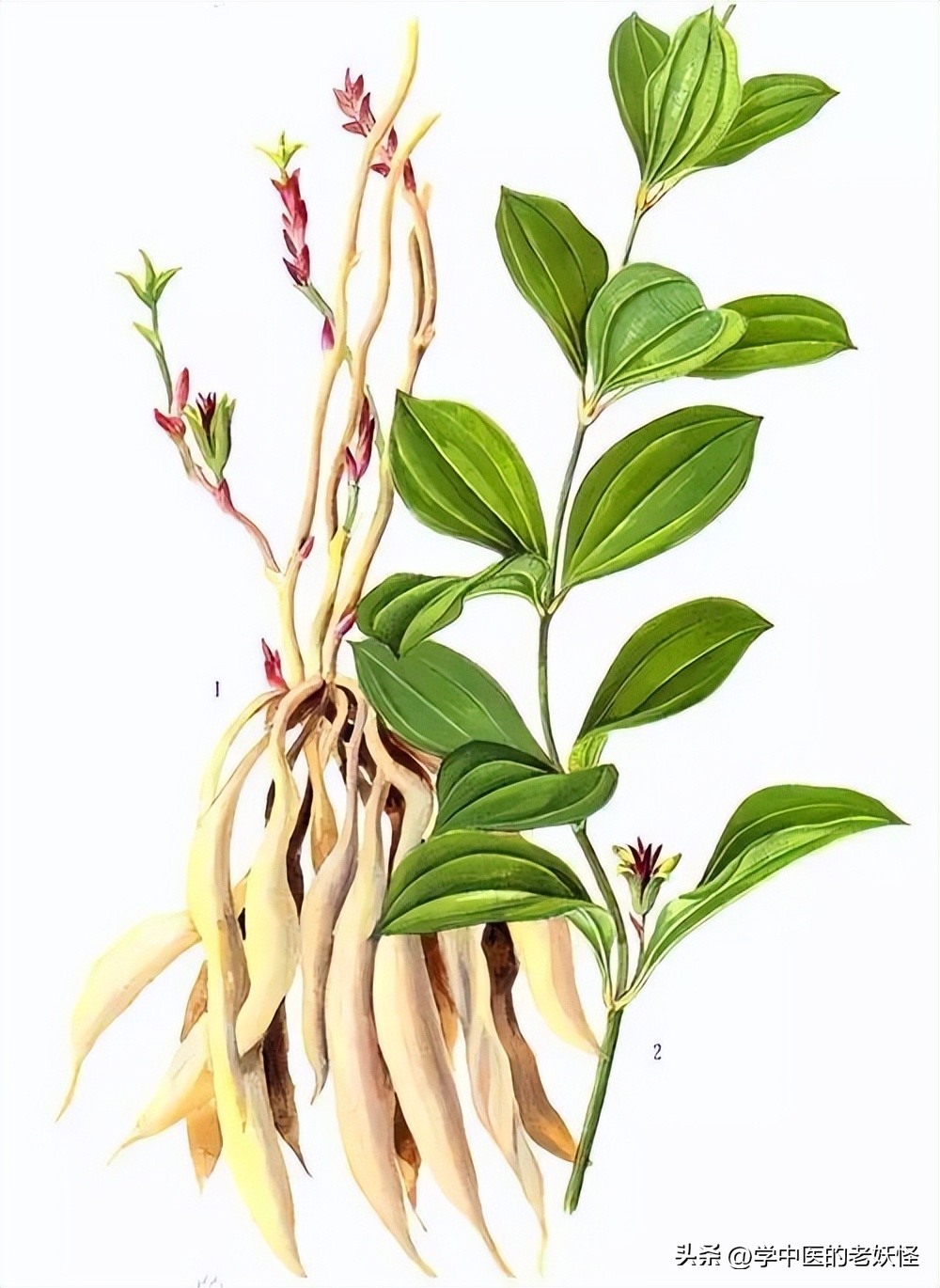 润肺止咳的汤品,润肺止咳的破壁机食谱