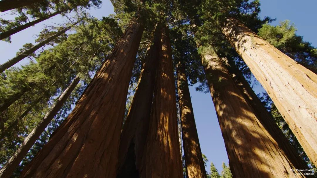 96岁还在奔波工作，这老爷子做出了今年9.8分神片