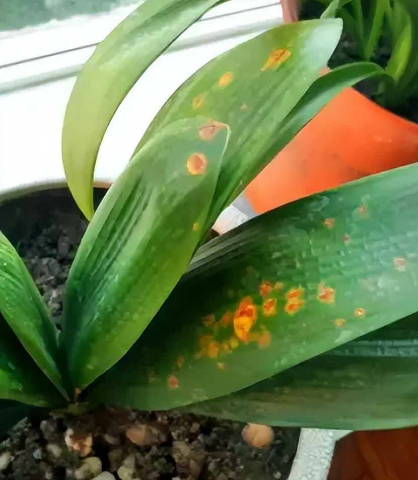 君子兰什么时候可以矫正叶子,君子兰一季看花三季看果四季观叶