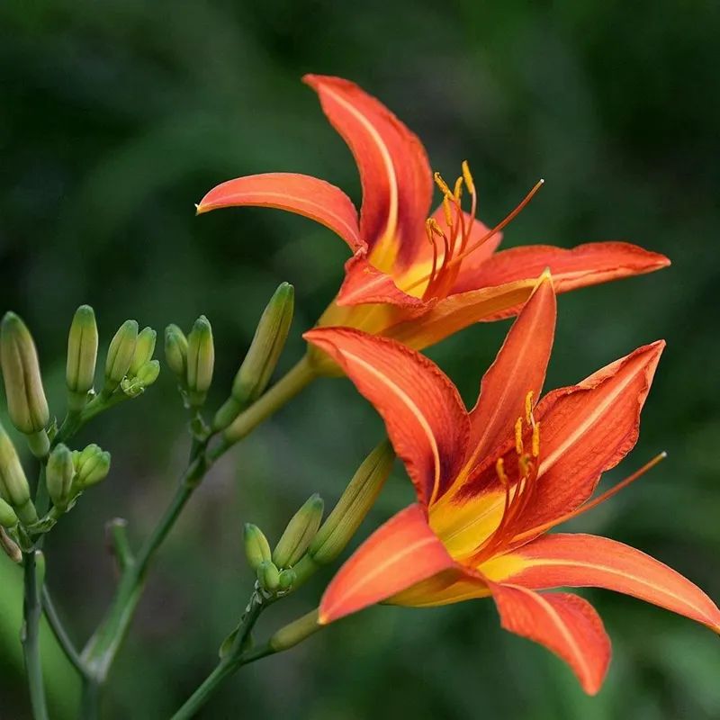 80000万盏霓虹彩灯！浪漫花海、童话世界、打铁花……一起来开启光与影的奇幻之旅吧！