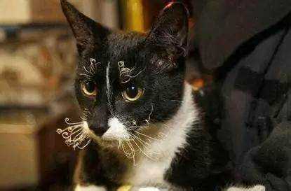 科普文章心得,新手考虑哪款烤箱