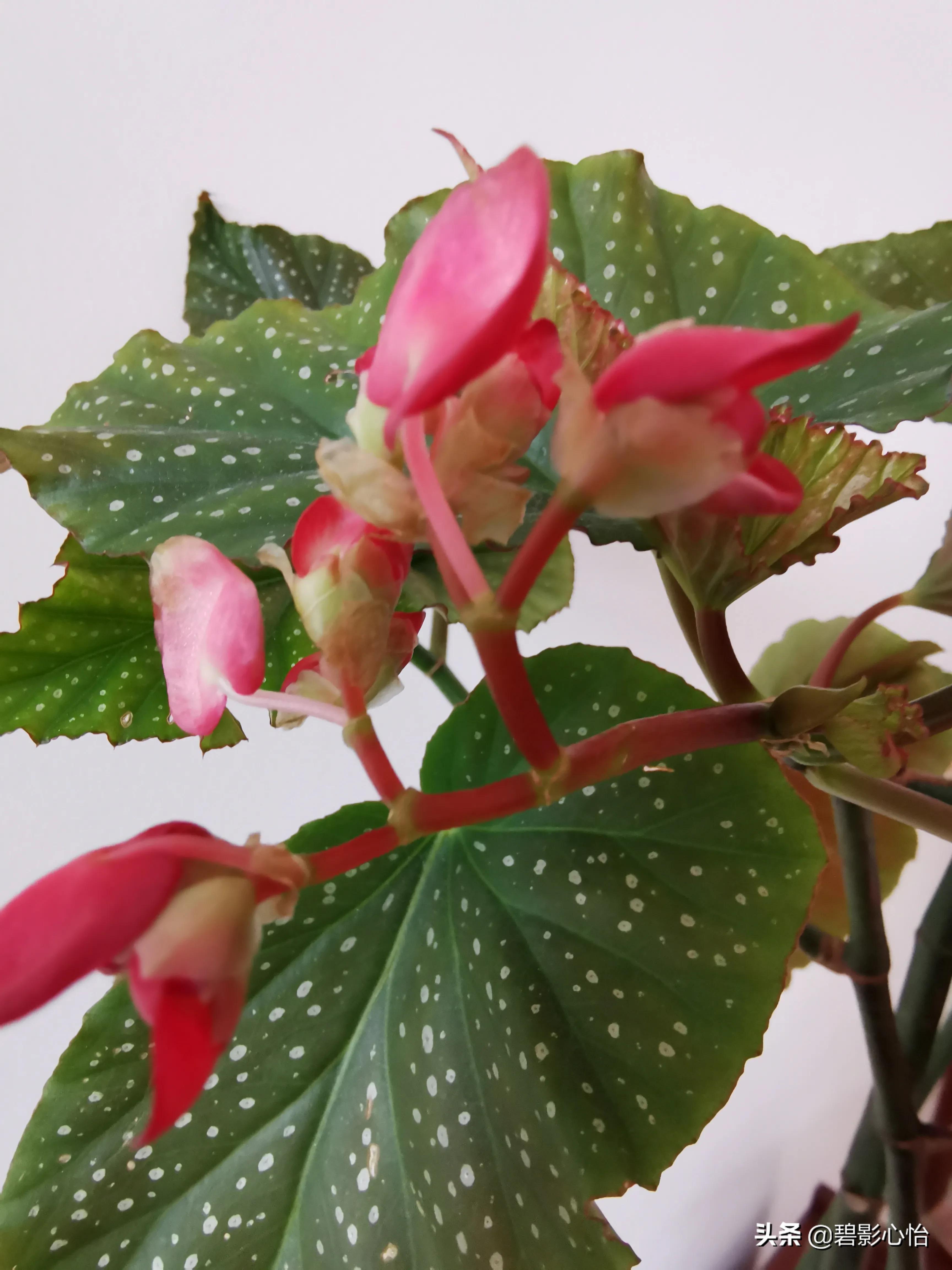 竹节海棠怎么养又粗又壮,竹节海棠怎么养叶片又宽又大