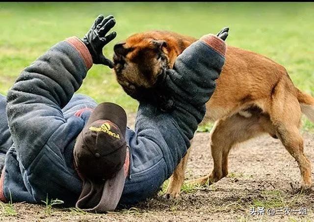 被大型狗追咬时，该采取怎样正确的自救办法？狗的命门在哪里