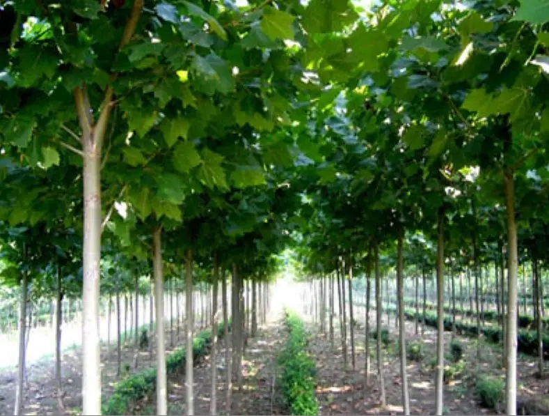 苗木采购合同协议书范文,苗木大棚建设采购合同