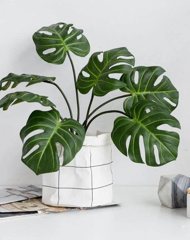 养花沉浸式浇水系统,养花浇水时间表大全