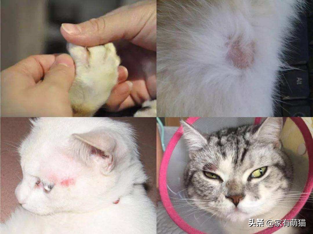 养猫猫癣能完全预防吗,养猫人的身上老有猫癣怎么办