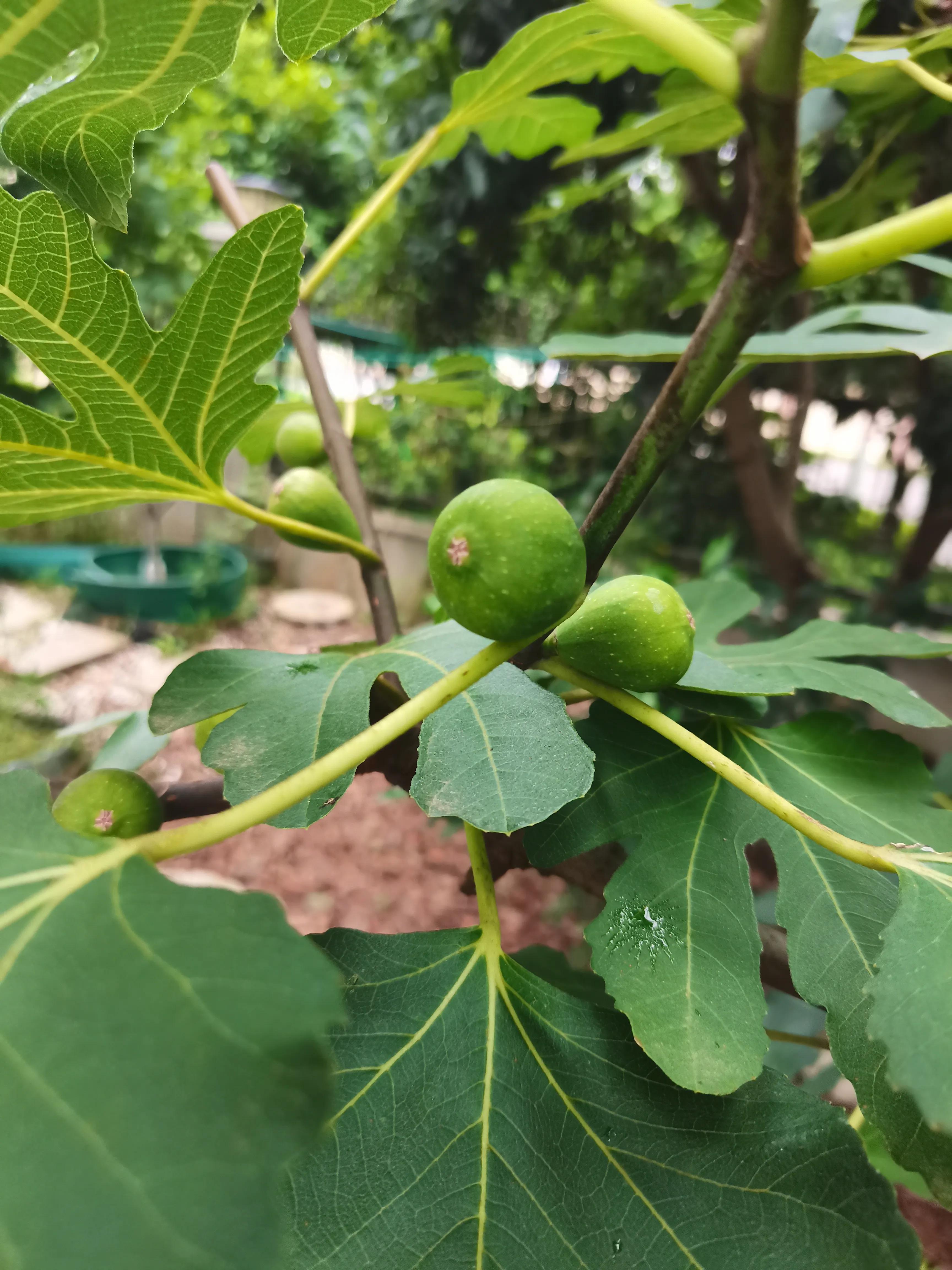 花园里的一年四季,春天花园里美丽景色