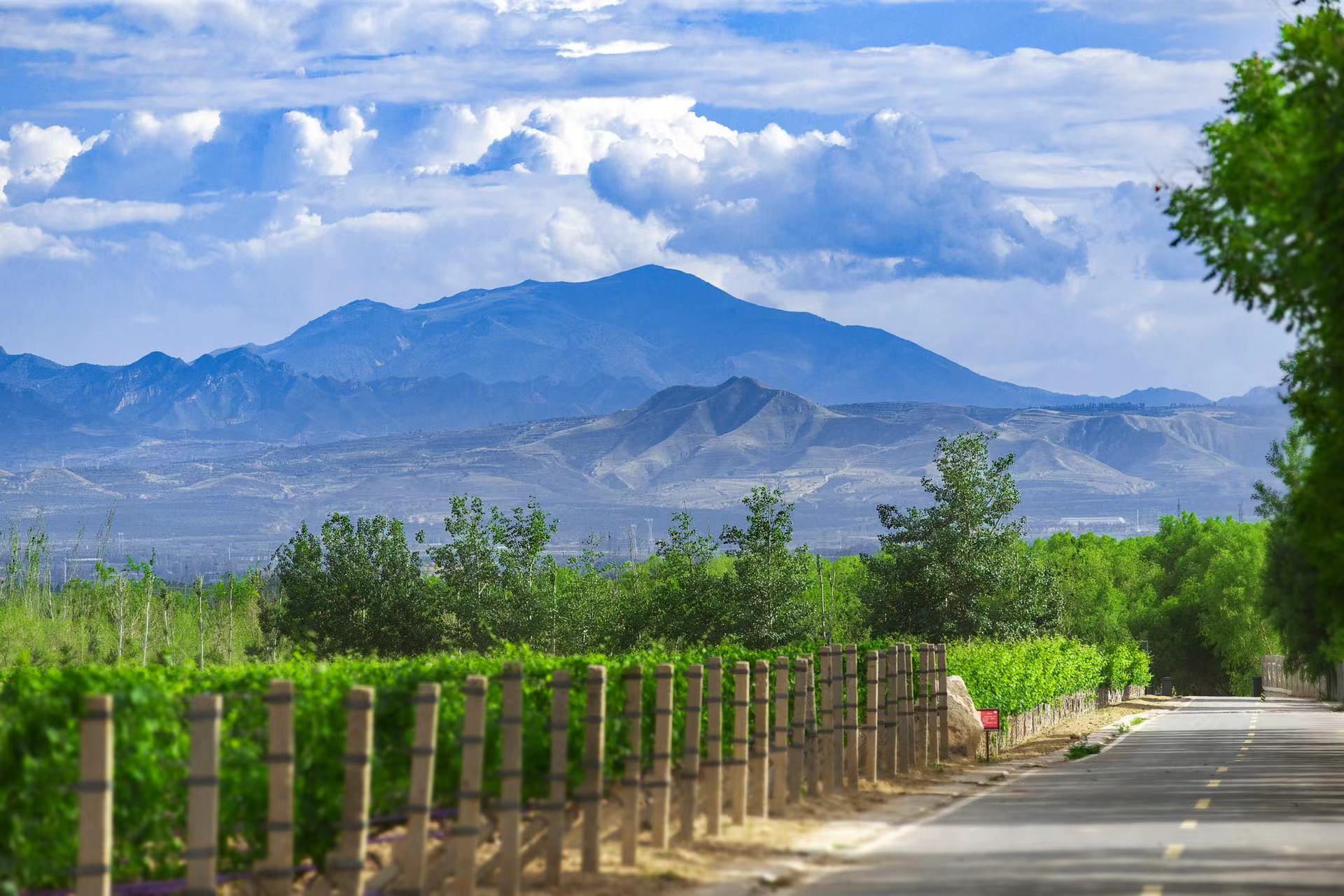 桑干酒庄西拉保质期十年,桑干酒庄西拉红酒