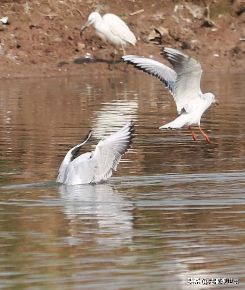 中高考必考古诗词,中高考必背古诗词朗诵