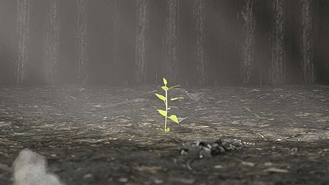 切尔西花展凯特花园,切尔西花展最佳花园