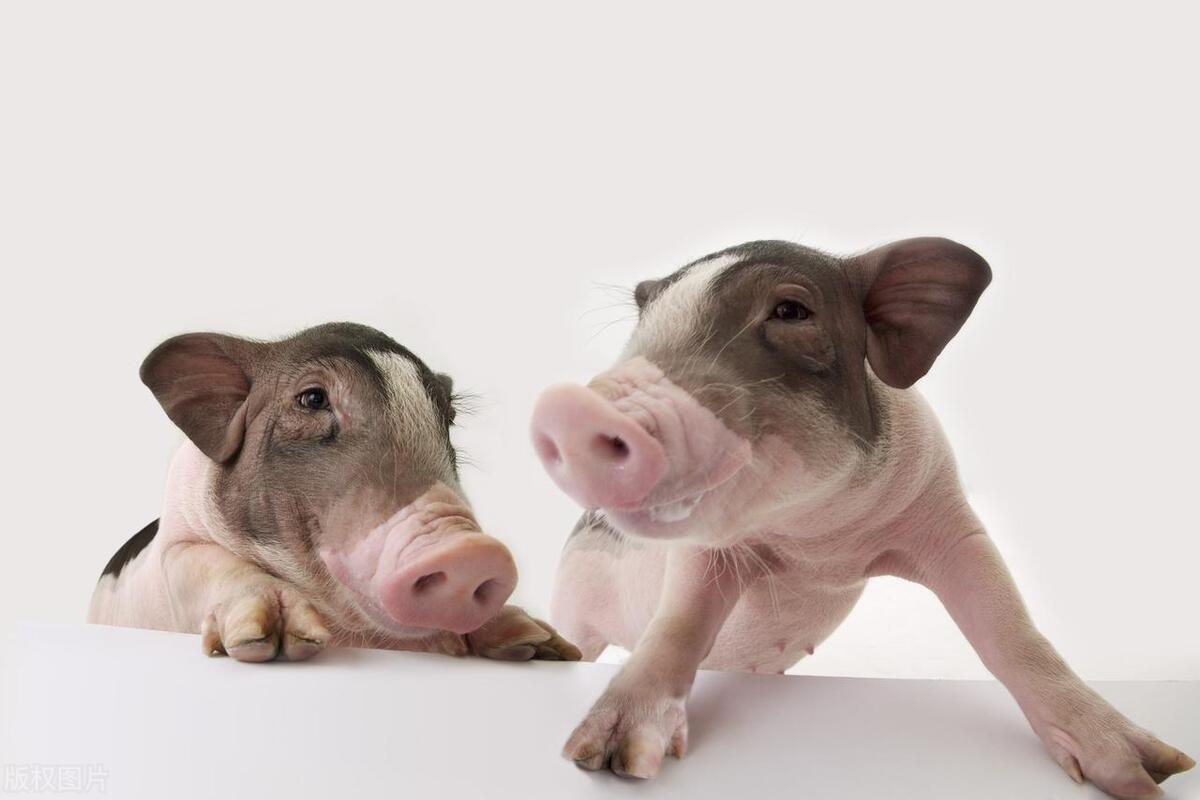 仔猪水肿不用愁简单方法轻松搞定,仔猪水肿病是什么引起的