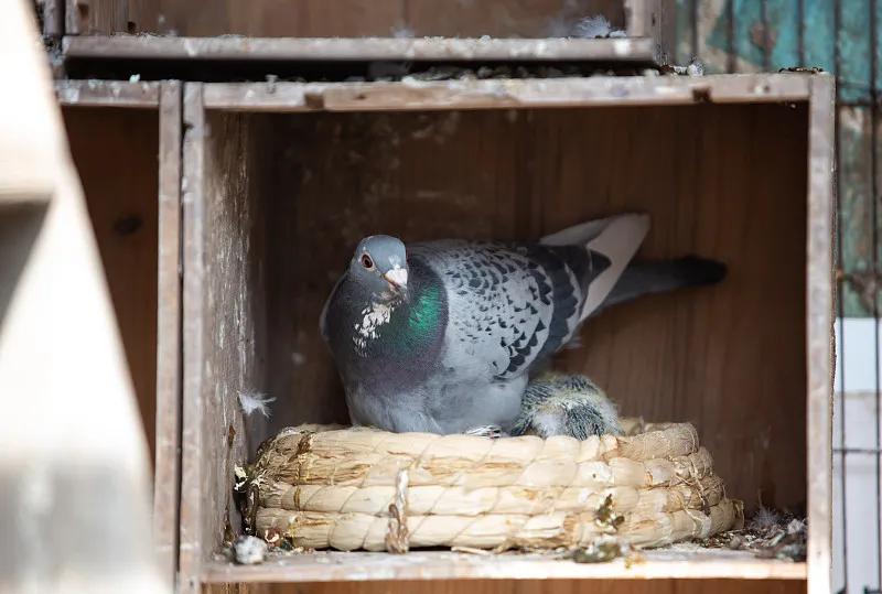 什么宠物对纯素食者最好,好养且可以食用的宠物有哪些