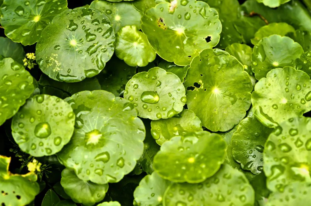 气雾型补水喷雾,补水喷雾怎么做到气雾剂