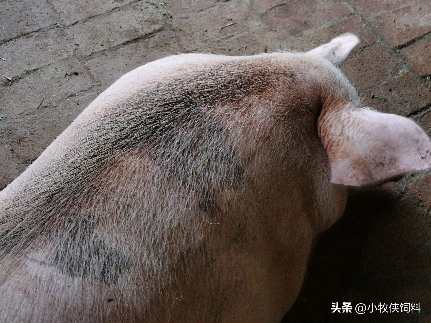 猪霉菌毒素中毒怎么治疗效果最好,猪霉菌毒素中毒的症状及治疗措施