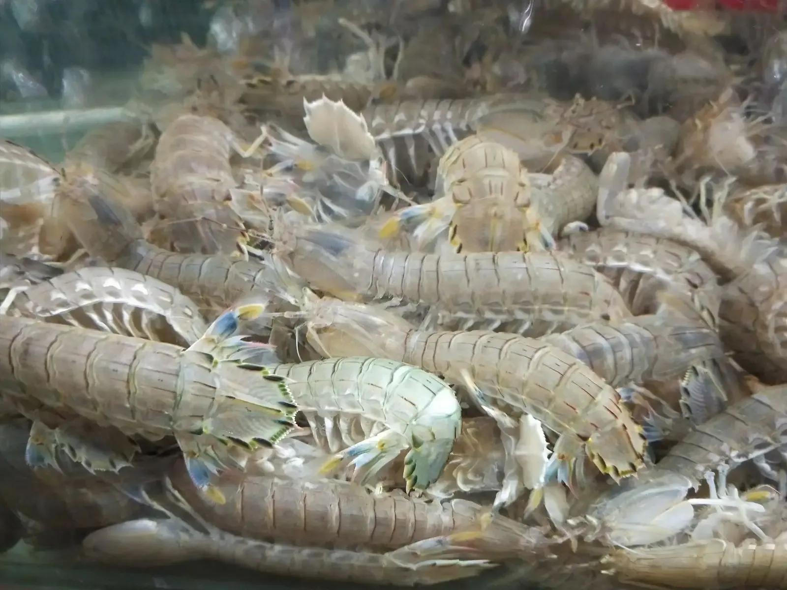 海鲜种类排名前十有哪些,十种海鲜排行榜最新