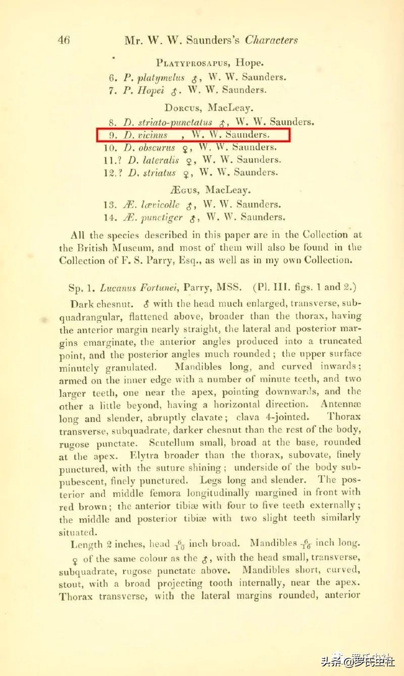 2022年第07期：闲话兜锹，上海本土锹甲的冷知识！|罗氏虫社
