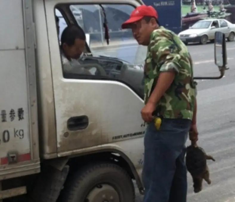 买了一只乌龟有什么预兆,路边800块钱买6只大乌龟