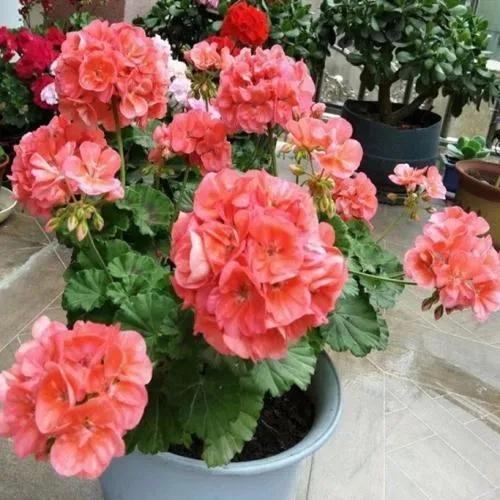 10种家里必养的吉祥之花,这5种吉祥花养一盆招财又兴家