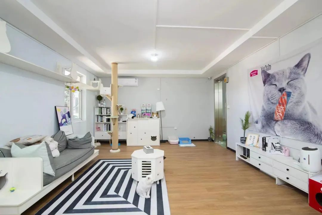 各单位注意！6.9-6.11「萌力全开！宠物文化市集」各摊主已就位！快来Pick你最中意的他