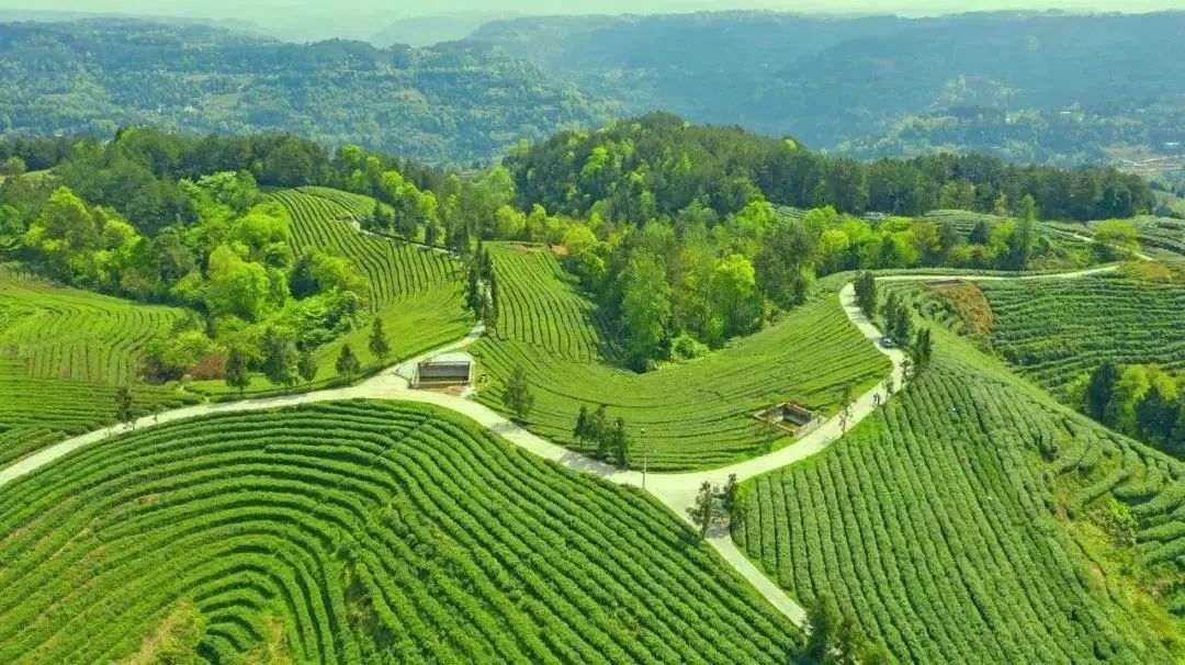 四川广元最好的特产,广元特产有哪些值得带