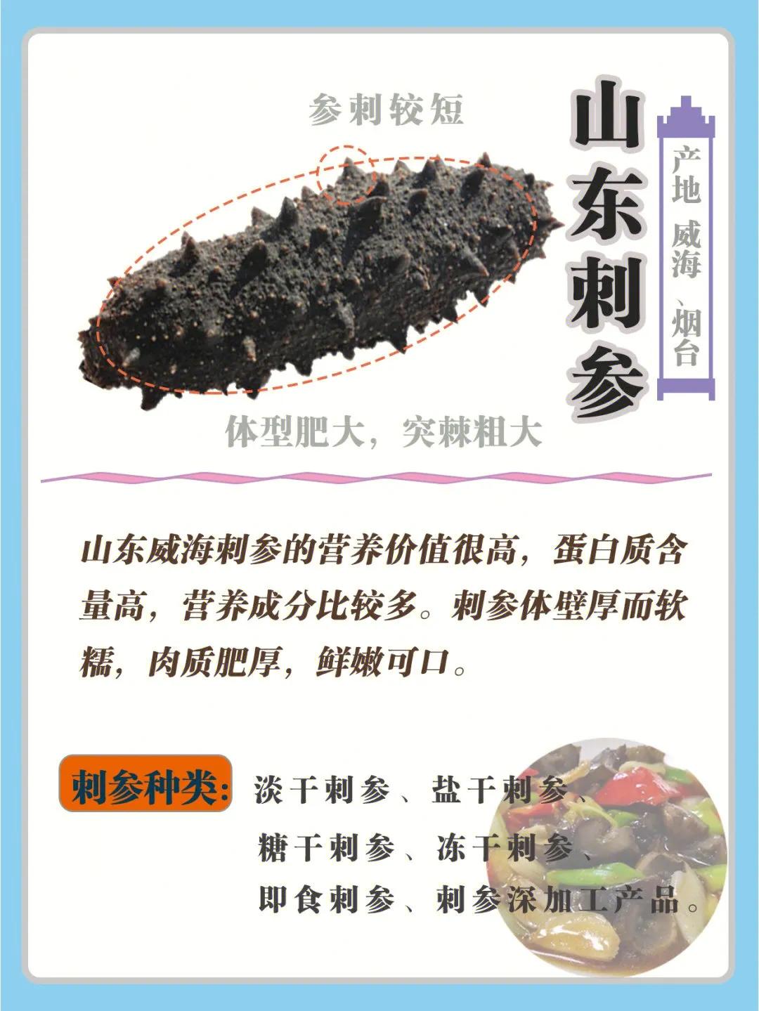 海参科普知识大全,常见海参品种大全