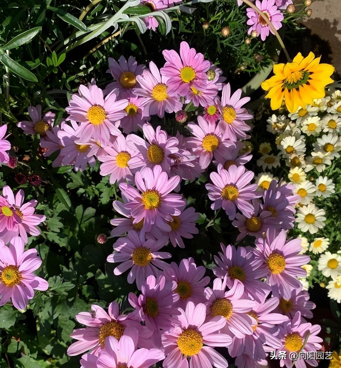 家里养的花开花就掉了,买的花回来养掉叶子