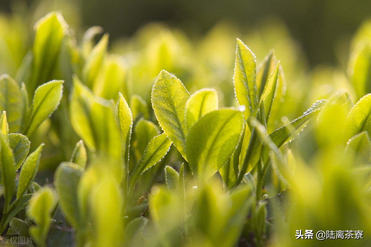 普洱古树茶是不是树龄越大越好喝,古树茶树龄越大芽头越小
