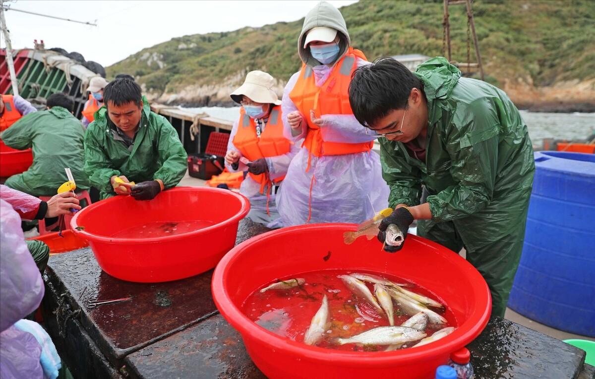 浙江一渔民捕获3000斤大黄鱼,浙江渔民捕获天价大黄鱼