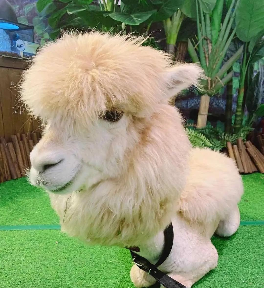 法国崔佧床垫面料,法国崔佧