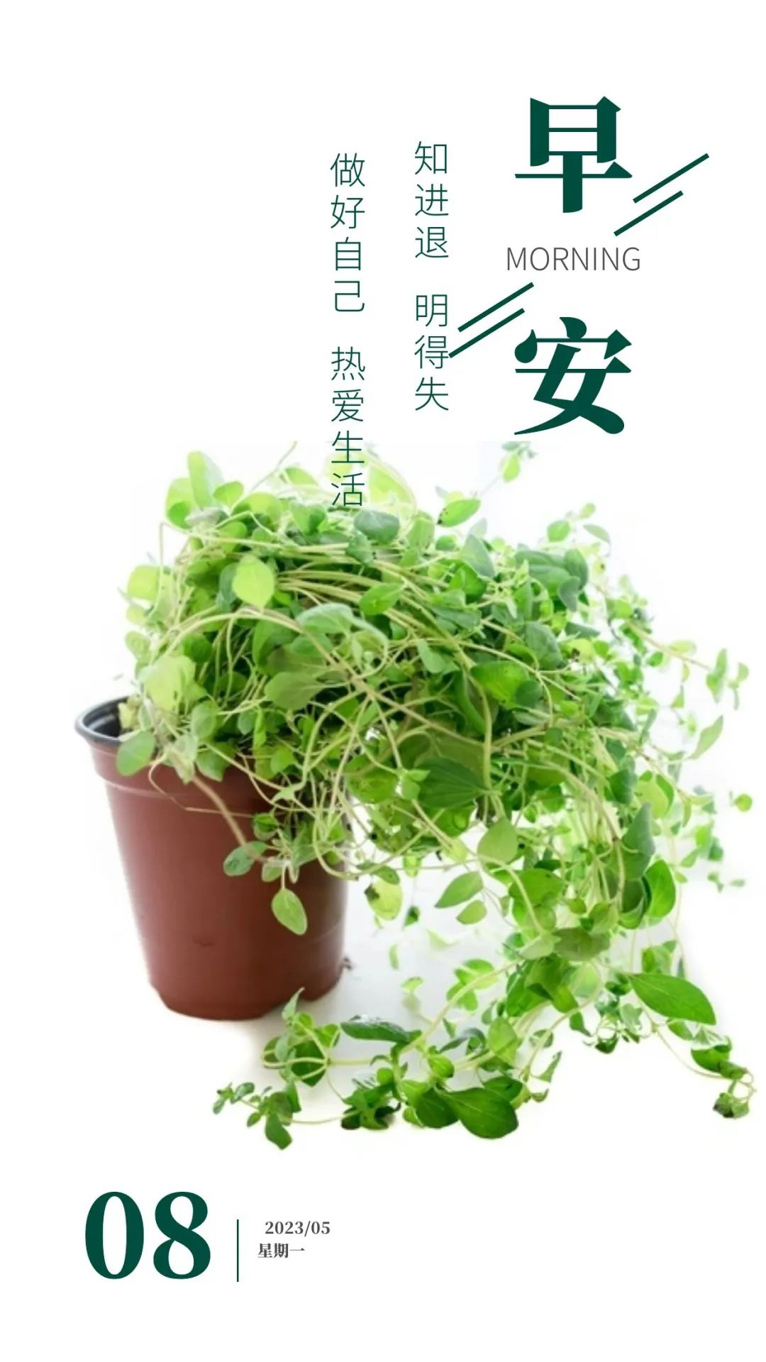 早安微笑语录经典句子,2020年经典早安心语语录锦集80条