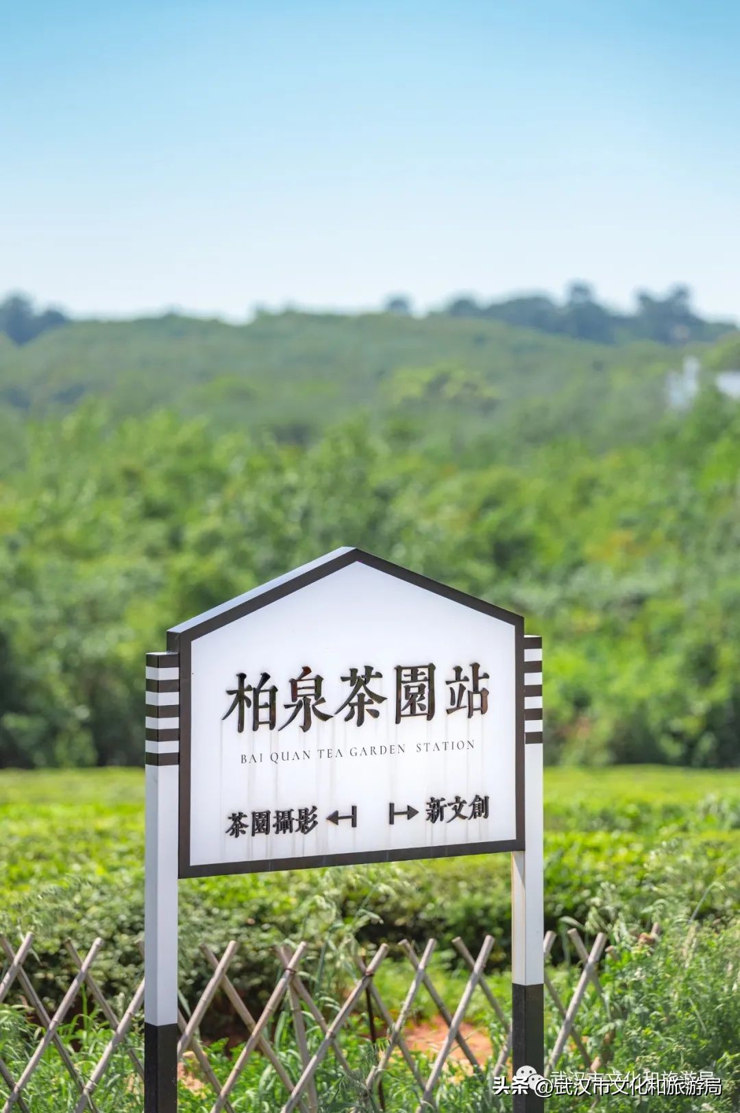 万亩野生古茶园,武汉野生森林