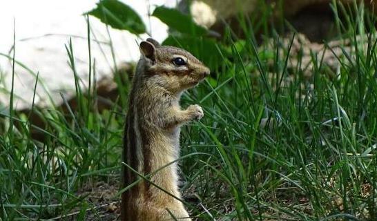小松鼠感冒了怎么处理,小松鼠喝奶打喷嚏怎么回事