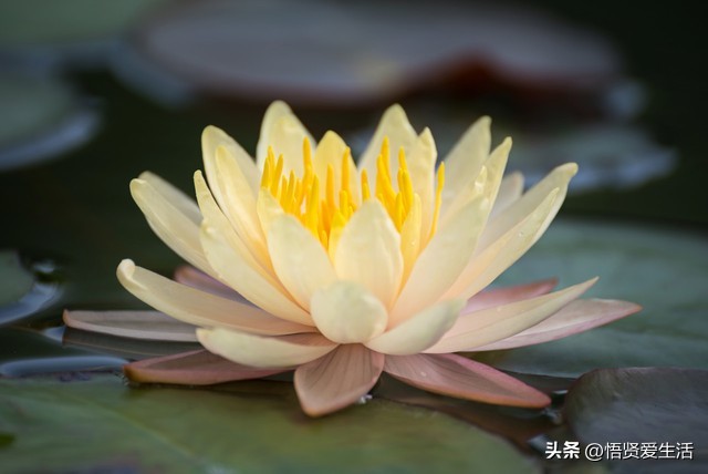 一年四季开花抗晒的花,四季开花耐寒耐晒的花推荐