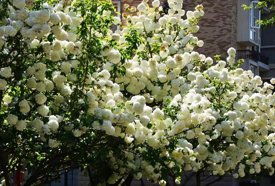 庭院四季常青不怕晒又耐寒的花树,适合在庭院里种植的花树有哪些