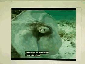 章鱼到底是地球生物还是外星生物,章鱼是外星生物竟然有三颗心脏