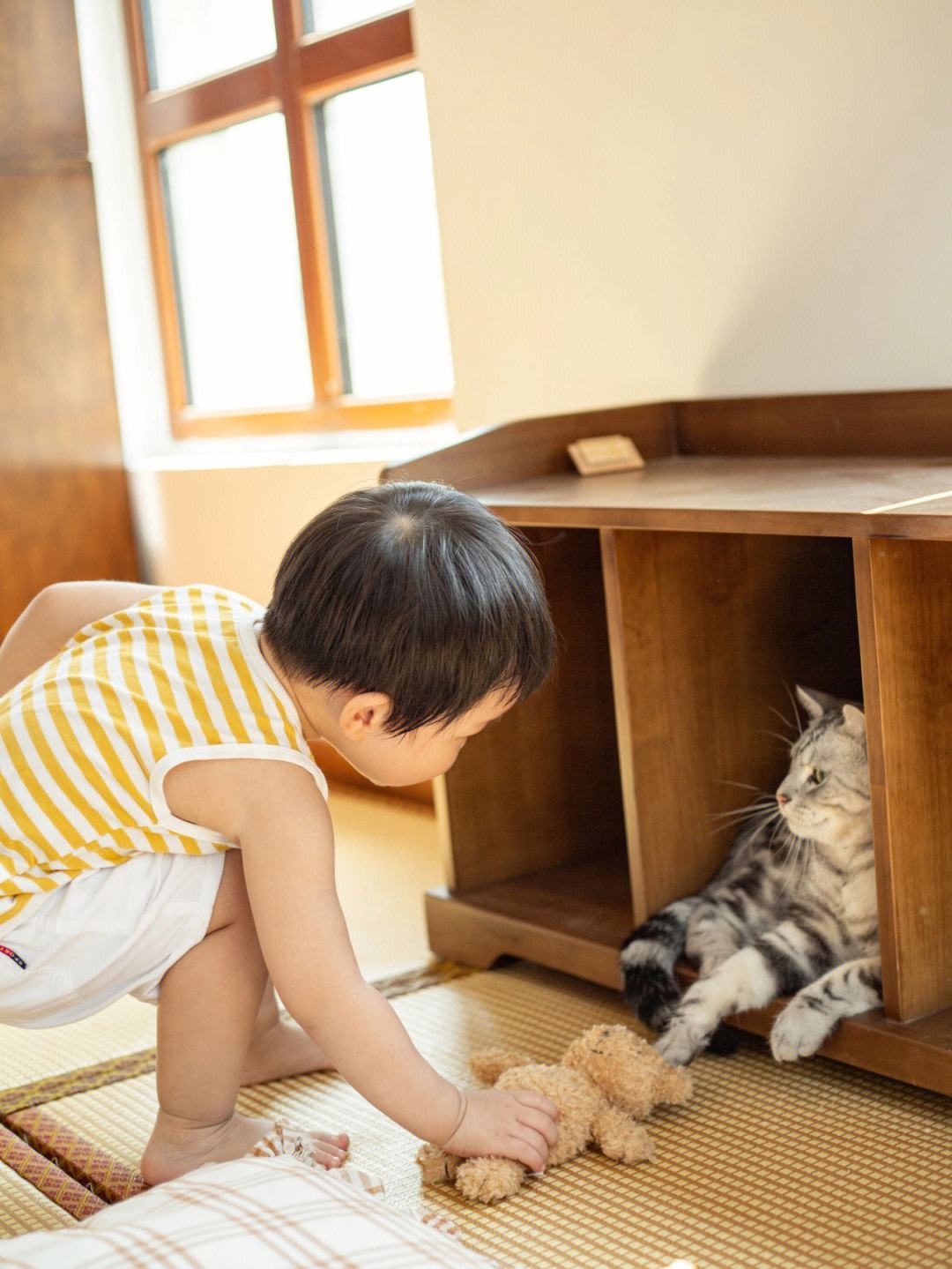 有几种行为让猫咪以为你不要它了,猫咪的这些坏习惯真的很令人头疼