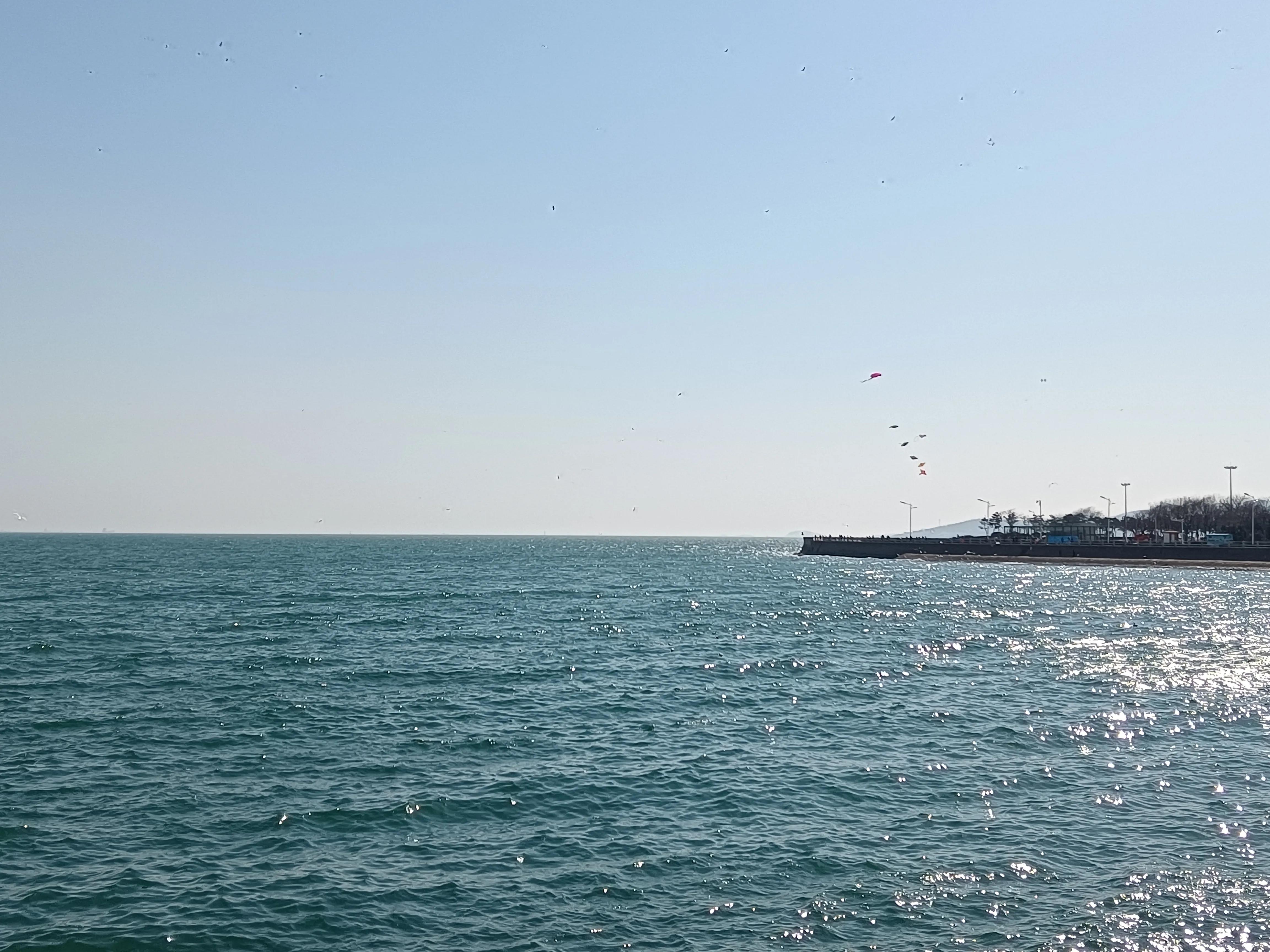 海鸥和海浪的声音,大海海浪海鸥视频