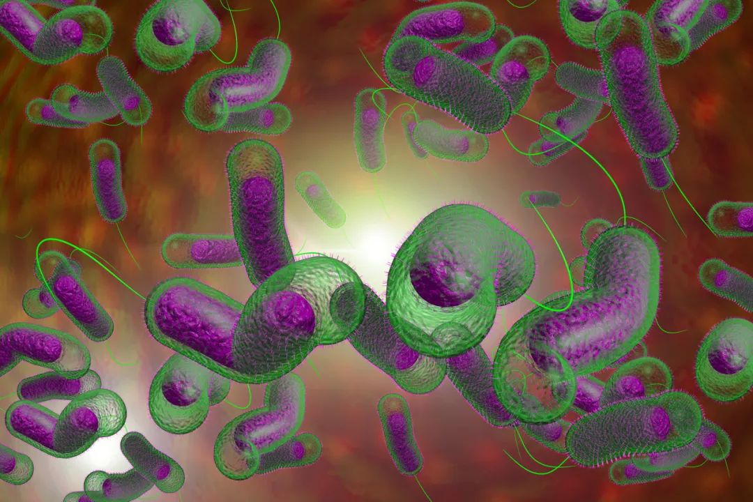 甲鱼身上有腐烂病还能吃吗,甲鱼有霍乱病毒吗