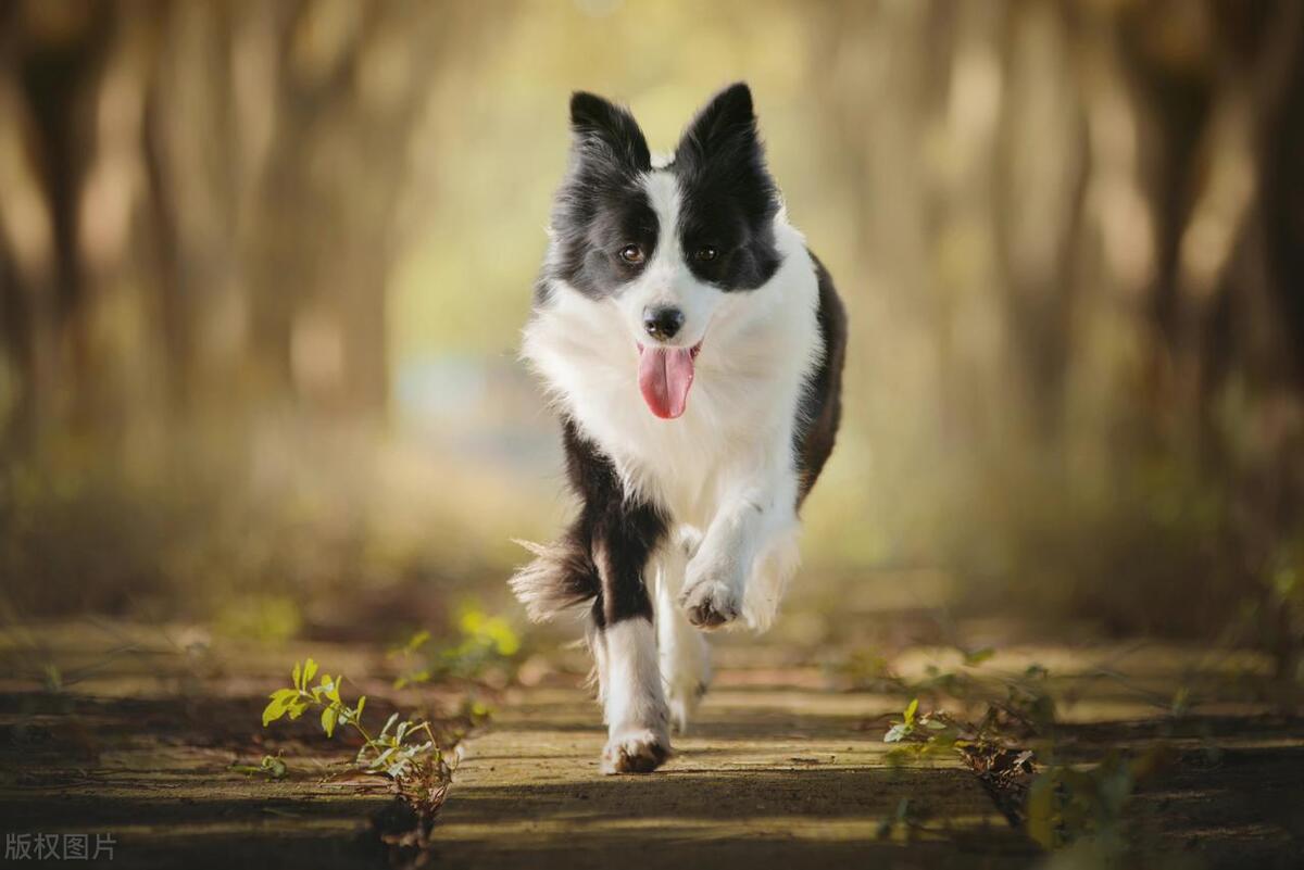 狗子突然冲进足球场，霸占足球中断比赛，但结局很可爱！