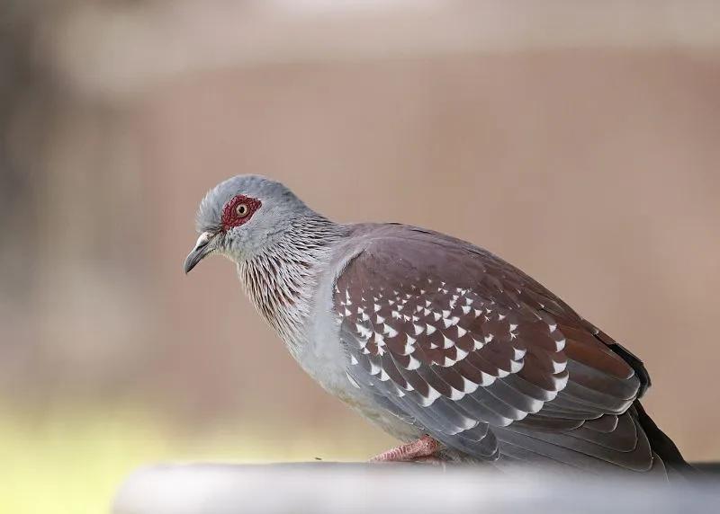 什么宠物对纯素食者最好,好养且可以食用的宠物有哪些