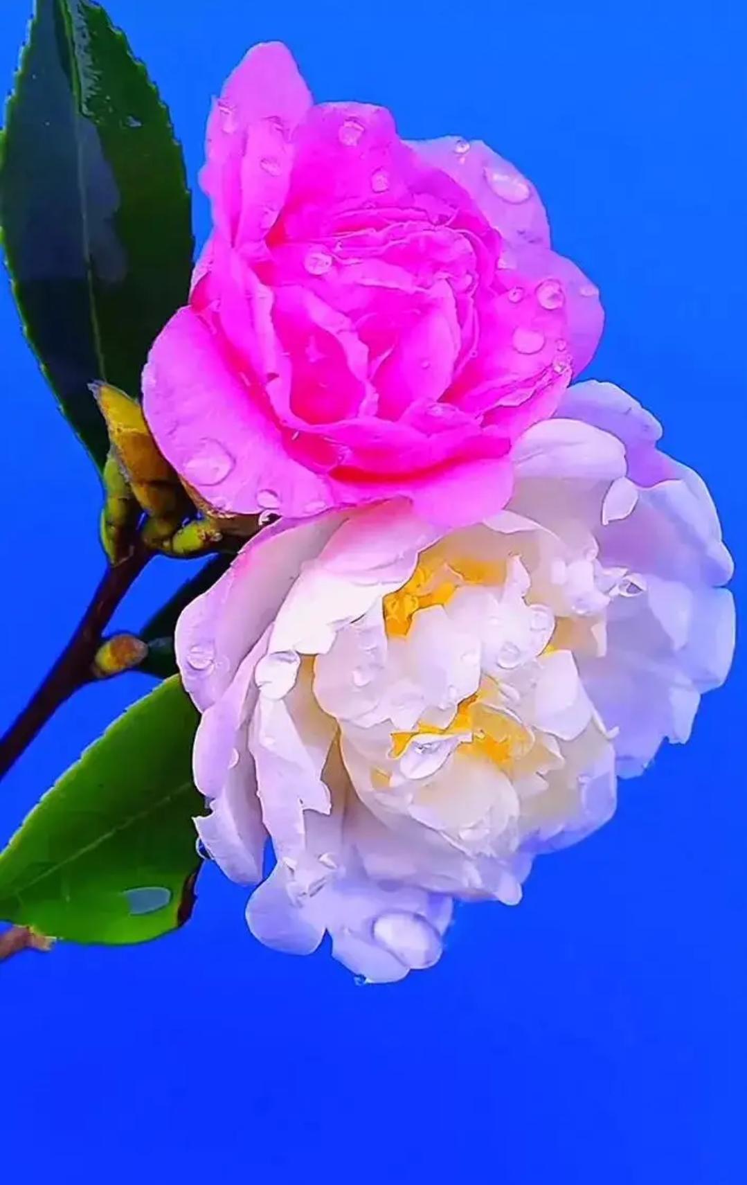 我，愿意用一颗最初的心，守一份纯真的情，爱你到永恒