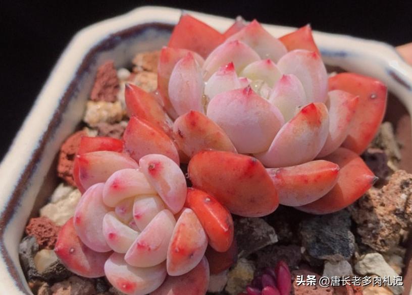 10种圆滚滚的多肉,10种漂亮多肉植物