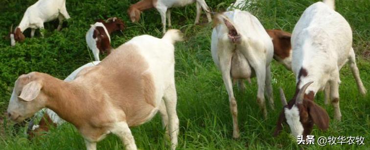 春季牛羊容易高发什么病,秋季牛羊病预防