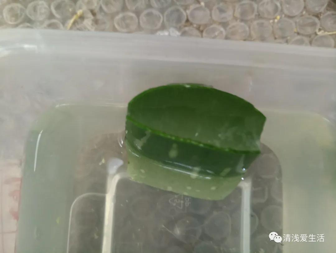 什么样的芦荟可以食用和美容,关于芦荟的小知识你知道多少