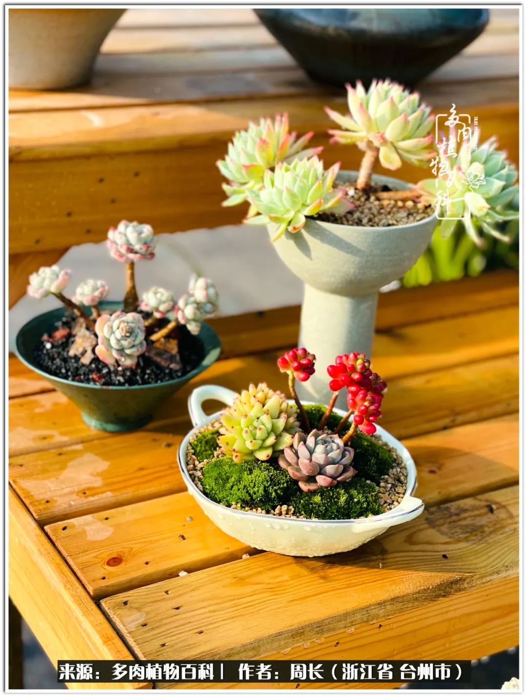 多肉拼盘新手入门,多肉拼盘说说