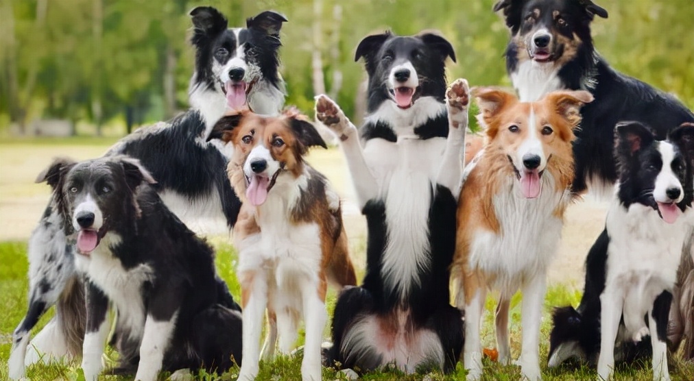 如何预防边牧生病,如何让边牧乖巧听话