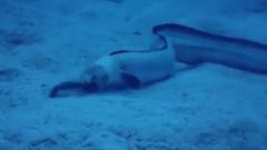 海洋巨蟒真实照片大全,海洋巨蟒真实图片大全